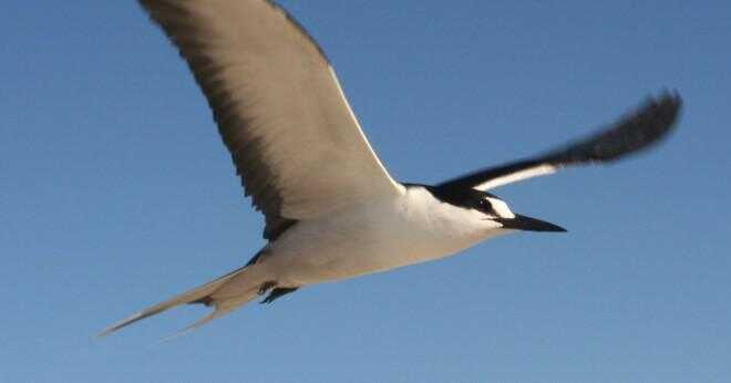 Som havet varelse äter Seagulls?