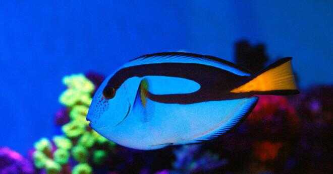 Hur stor får blå tang fisk?