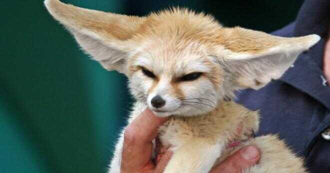 Vad är fennec fox rovdjur?