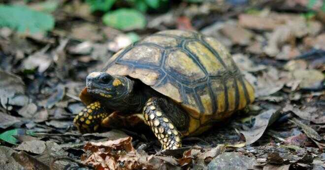 Hur länge har en röd footed sköldpadda leva?