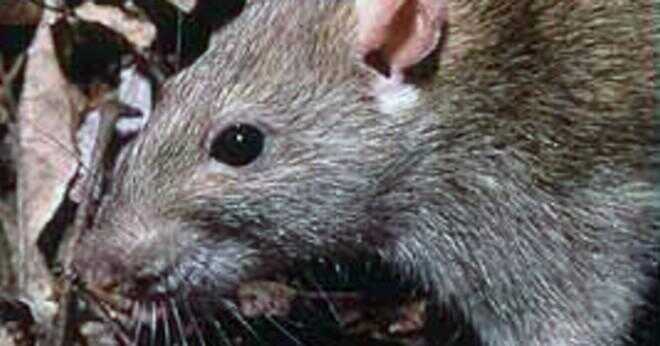 Äter råttor döda människor?