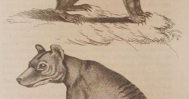 Hur kom den sista tasmanska vargen dör?