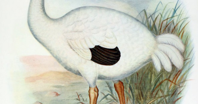 Hur är dodo-fågeln användbar till människan?