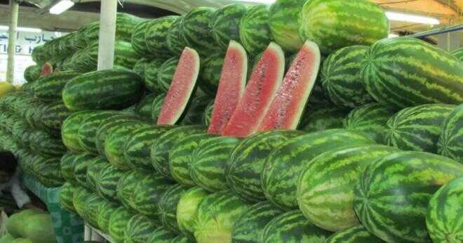 Vad beskriver vattenmelon?