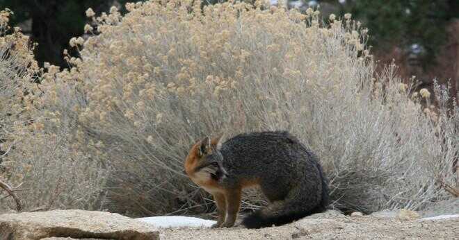 Är fennec fox ett djur som kan kamouflera sig?