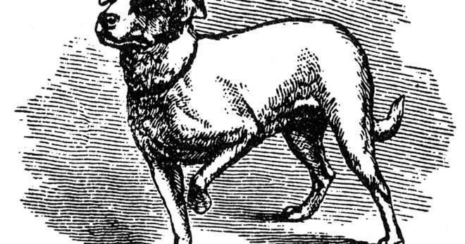 Hur en hund svettas genom sin mun?