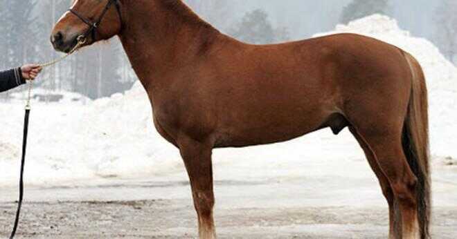 Vilken typ av häst är de vanligaste för hippoterapi?