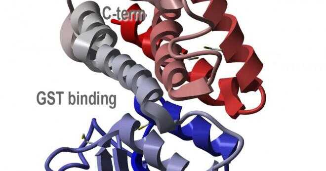 Hur att cykla vassleprotein?