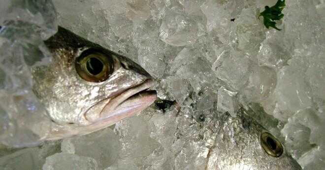 Hur länge kan fisken vara i kylskåp säkert?