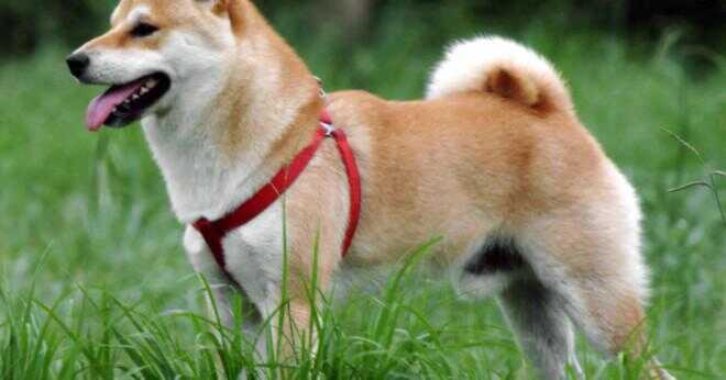 Japansk spets hundar sprida sitt hår?