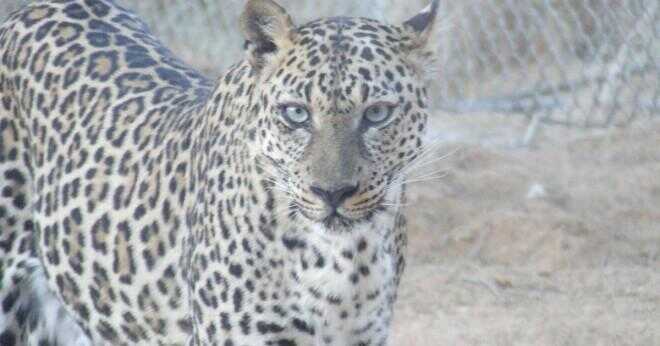 Vad görs för att skydda leoparder från att vara pocherad?