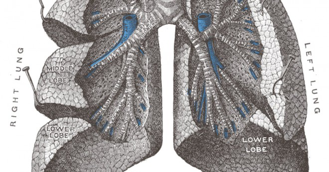 Vad är fördelen med att ha lungorna består av många små alveolerna i stället för bara två stora luftblåsor?