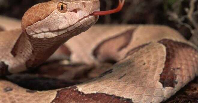 Kan ormar kissa och bajsa?