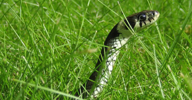 Vilken typ av orm äter en kanin men också äter gräs?