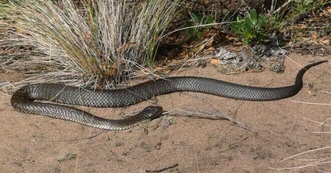 Hur kan en orm överleva i en våtmark?