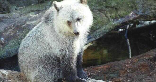 Vad är storlek och vikt av grizzly bear?