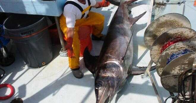 Hur stor är en svärdfisk?