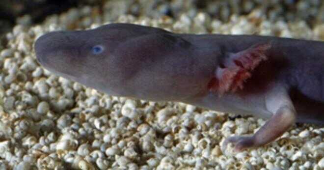 Vilka är dessa konstiga saker på axolotls huvudet?