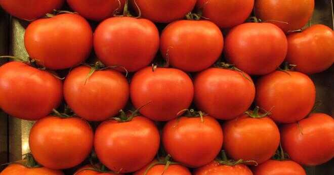 Vad betyder sås tomatsmak ut?