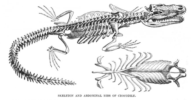 Vilken klass av ryggradsdjur tillhör en krokodil?
