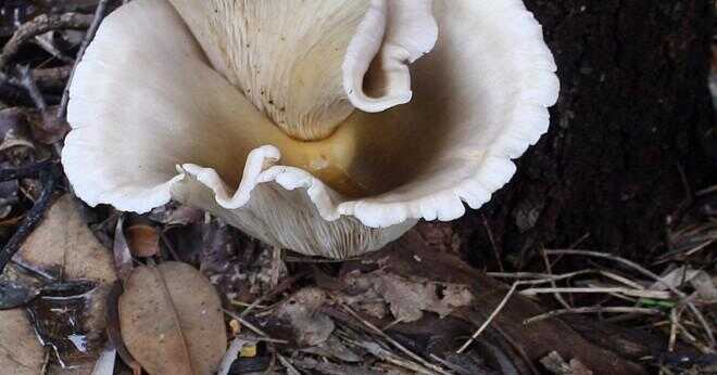 Är mögel och svamp en svamp?