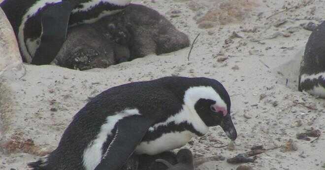 Vilken typ av arter av pingviner var i mars pingviner?