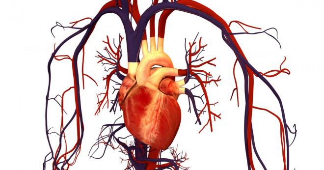 Vad delar av hjärtat ansluter den till kroppen?
