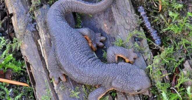 Äter strumpeband ormar salamandrar?