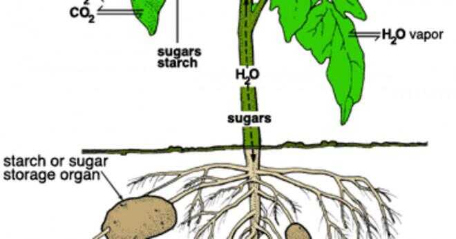 Vad för slags gaser använder växterna under fotosyntesen?