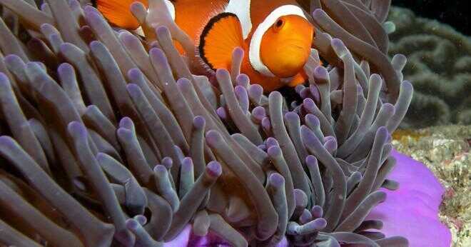 Tycker clown fisk i ett akvarium ljus?