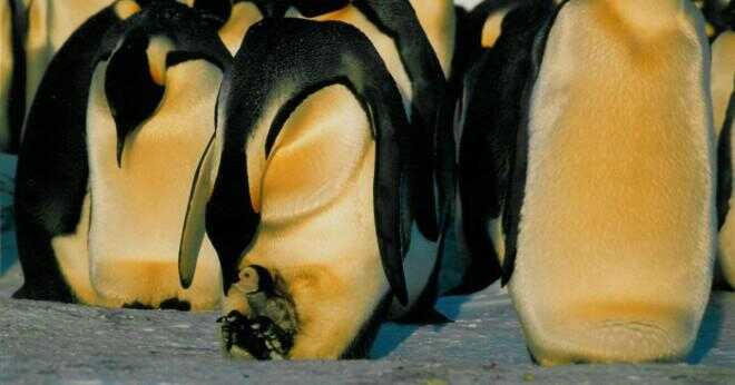 Varför gillar pingviner kallt vatten?
