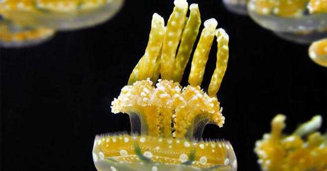 Kan du skapa en bläckfisk i happy akvarium?