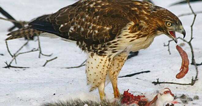 Hur skyddar sig själva en red tailed hawk?