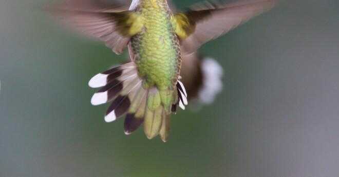 Vilken del av en kolibri kroppen gör den surrande ljud?