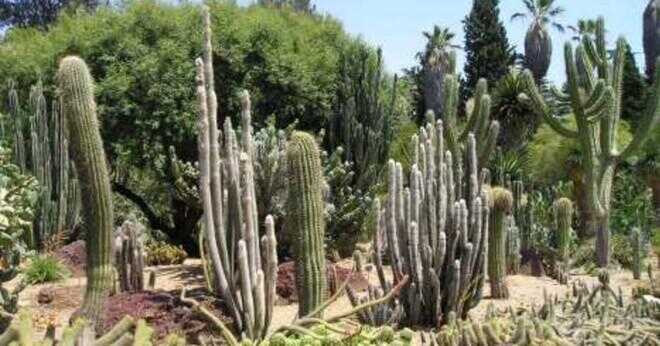 Vilka anpassningar har en kaktus?