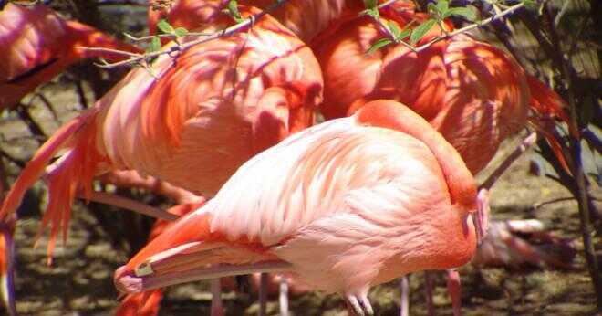 Hur många olika arter av flamingos finns det?