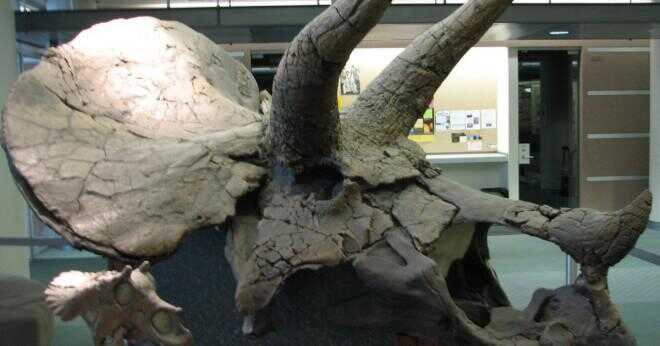 Är den triceratops delen av familjen rhino?