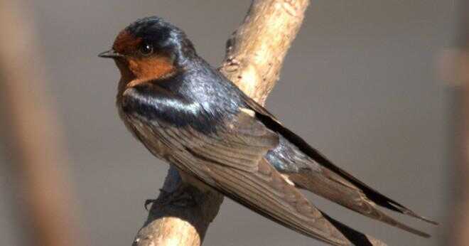Vad en svart swallower äta?