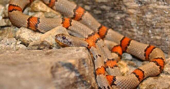 Varför kallas kung ormen en king snake?