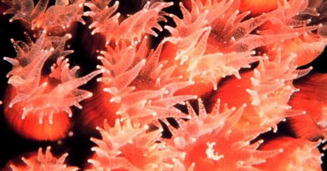 Hur erhåller coral energi?