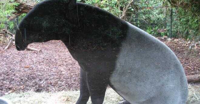 Lever tapirer i Amazonas regnskog?