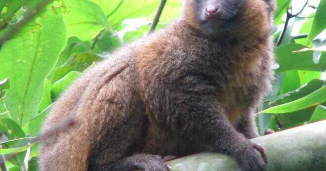 Varför är den större bambu lemur är i fara?