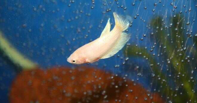 Hur länge en manlig Betta fisk live?