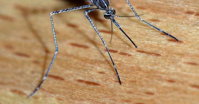 Varför myggor biter du?