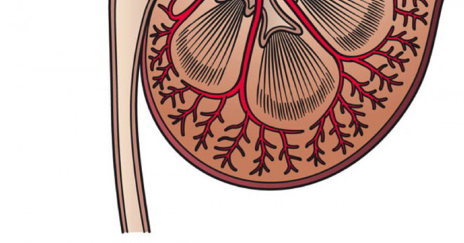 Vilka är delarna av njuren?