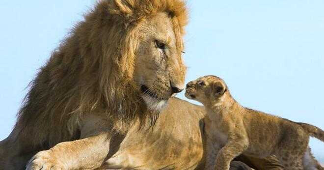 Hur har lions spädbarn?