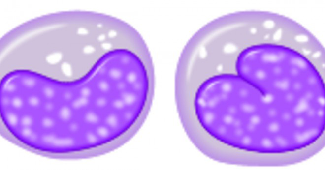 Vad är även känd som B-lymfocyter?