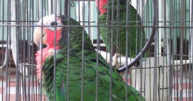 Varför har papegojor färgade fjädrar?