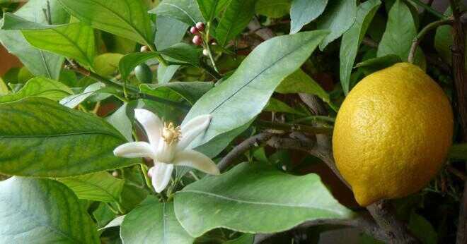 Vad är kollektiva substantivet för ordet citron?