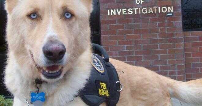 En polishund användas för att söka en person?